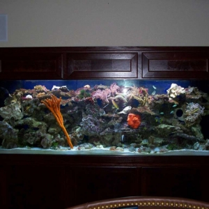 My 265 Atlantic Ocean Tank