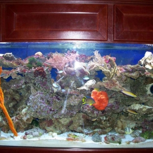 My 265 Atlantic Ocean Tank