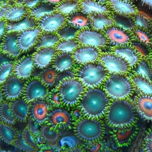 zoanthid_pic