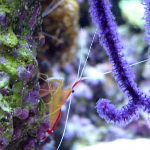 Gorgonian and Shrimp