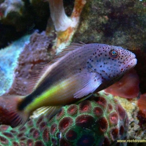 Paracirrhites forsteri -  Blackside hawkfish