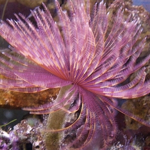 Tube worm "Mr.  Fuzzy"