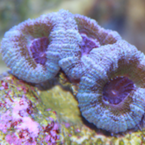 Acan_2