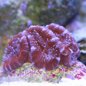 Acan3