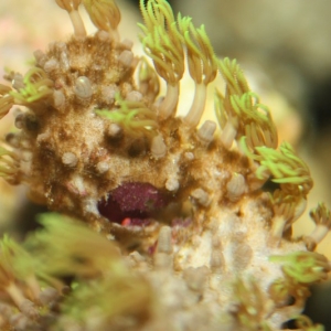 Hairy Coral