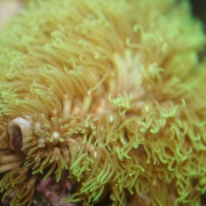 Hairy Coral