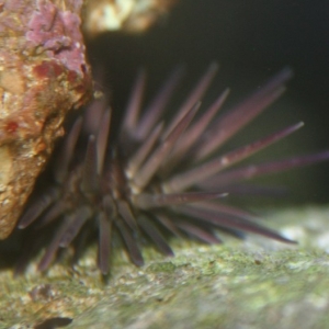 urchin