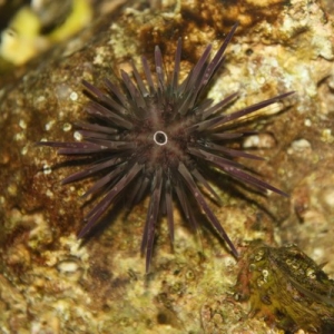 Urchin