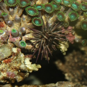 Zoanthid with Urchin