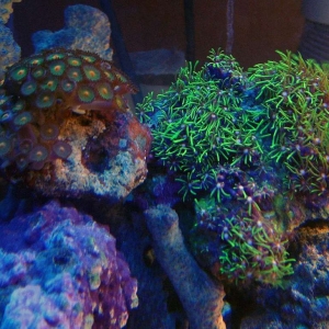 Zoas and star polyps