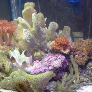 My reef tank