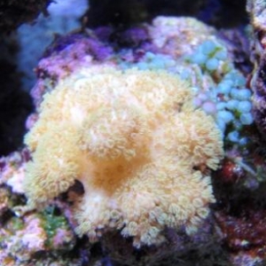 mystery coral