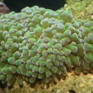 Frogspawn