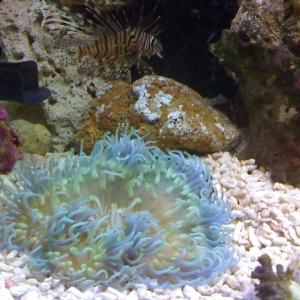 reef tank