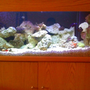 reef tank