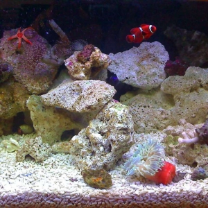 reef tank