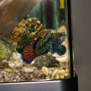 Mandarin Dragonet