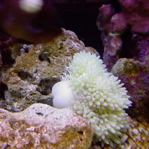 Anemones
