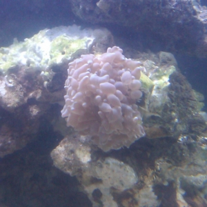 Bubble Coral