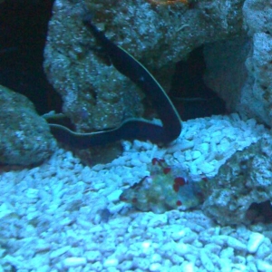 Eel (black ribon)