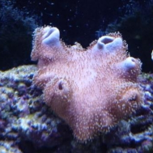Leather Coral