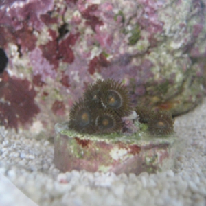 Orange_and_Green_Zoas