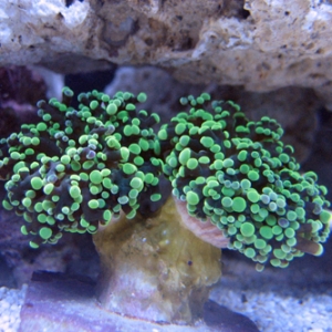 Frogspawn_1