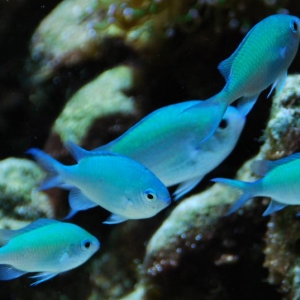 chromis00