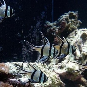 new_aquarium_1_2_