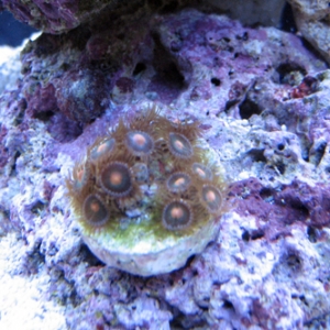 Zoas_4_weeks