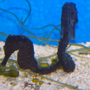 Seahorse1