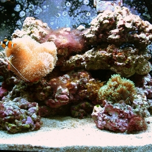 reef