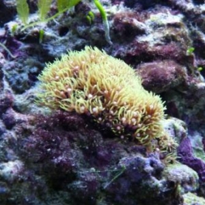 Green Star Polyps