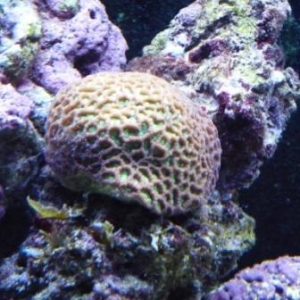 Brain Coral