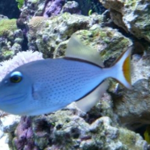 Sargassum Trigger