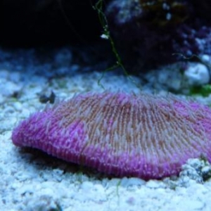 Plate Coral