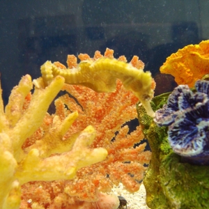 Seahorse aquarium