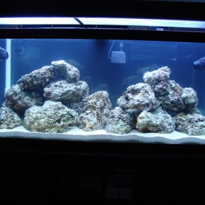 75g tank