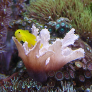 Goober the Yellow Clown Goby