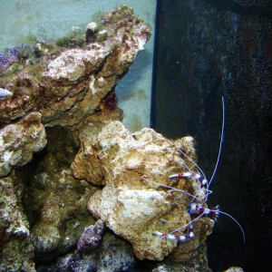 9-red-banded-shrimp