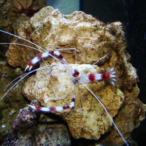 8-red-banded-shrimp