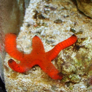 3-red-sea-star