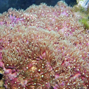 2-soft-coral