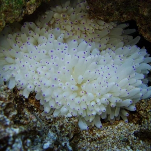 4-anemone