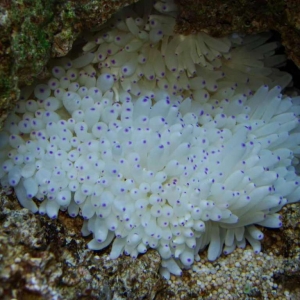 3-anemone