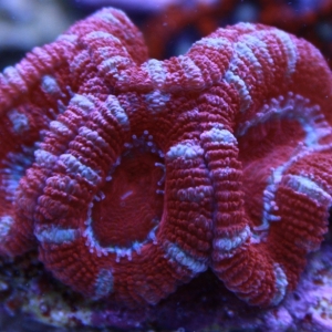 Acan