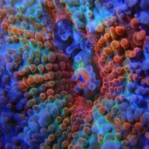 Aussie Rainbow Acan