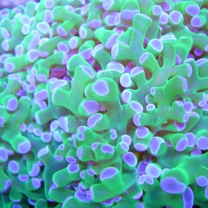 Frogspawn