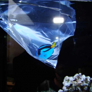 4-blue-fish