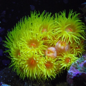 suncoral